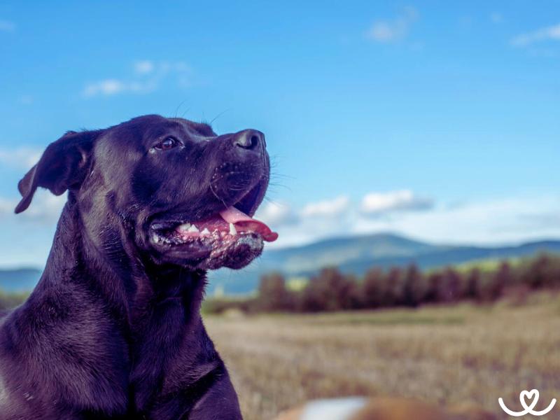 Psi-plemeno-cane-corso (10)